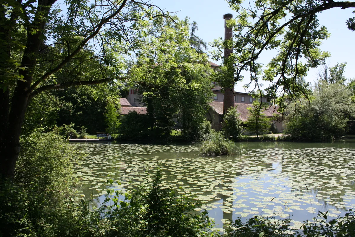 Schönauweiher in Wetzikon.